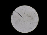 Pleurocybella porrigens image
