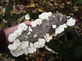 Trametes pubescens image