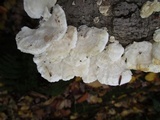 Trametes pubescens image