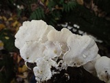 Trametes pubescens image