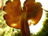 Tricholomopsis rutilans image