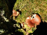 Tricholomopsis rutilans image
