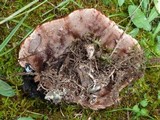 Hydnellum peckii image