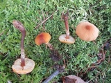 Cystoderma amianthinum image