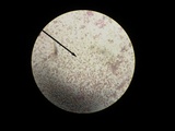 Cystoderma amianthinum image