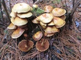 Pholiota alnicola var. alnicola image