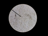 Pholiota alnicola image