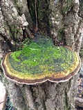 Phellinus robiniae image