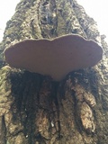 Phellinus robiniae image