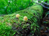 Mycena adscendens image