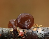 Exidia recisa image