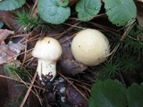 Hygrophorus flavodiscus image
