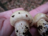 Hygrophorus flavodiscus image