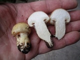 Hygrophorus flavodiscus image