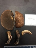 Sarcodon scabrosus image