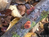 Phaeomarasmius erinaceus image