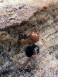 Flammulaster muricatus image