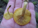 Tricholomopsis sulphureoides image