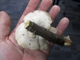 Tyromyces chioneus image