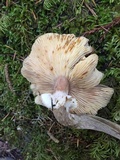 Armillaria nabsnona image