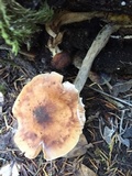 Armillaria nabsnona image