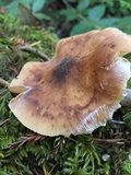 Armillaria nabsnona image