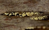 Rectipilus davidii image