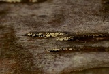 Rectipilus davidii image