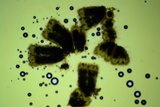Rectipilus davidii image