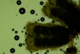Rectipilus davidii image