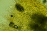 Rectipilus davidii image