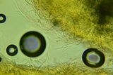 Rectipilus davidii image