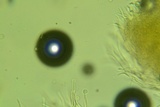 Rectipilus davidii image