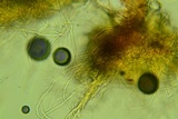 Rectipilus davidii image