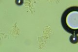 Rectipilus davidii image