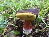 Xerocomellus atropurpureus image