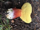 Xerocomellus atropurpureus image