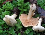 Tricholoma sulphureum image