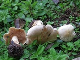 Tricholoma sulphureum image