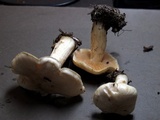Tricholoma sulphureum image