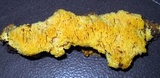 Pycnoporellus alboluteus image