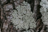 Physcia millegrana image