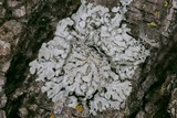 Pyxine subcinerea image