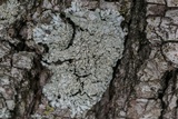 Pyxine subcinerea image