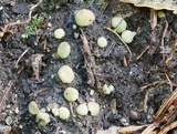 Podophacidium xanthomelum image