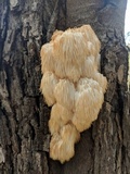 Hericium americanum image