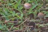 Panaeolus fimicola image
