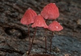 Marasmius haematocephalus image