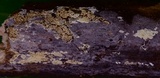 Ceriporia reticulata image