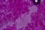 Ceriporia reticulata image
